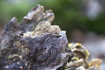 moss on tree in forest