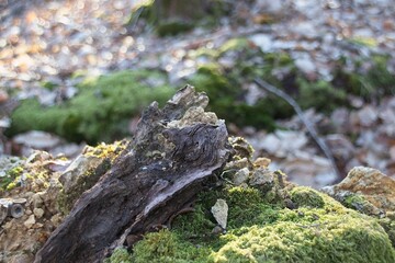 moss on tree in forest