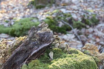 moss on tree in forest