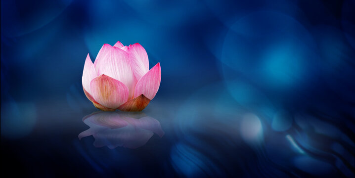 Blue Lotus Wallpaper
