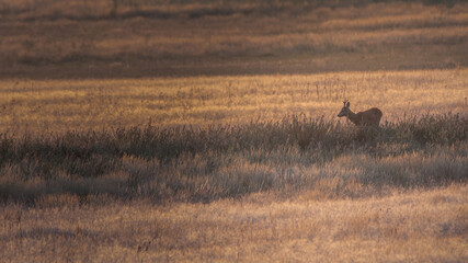 wild lebende tiere, tier, natur, deer, säugetier, gras, wild, 