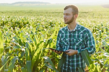 Naklejka premium young farmer inspects a field of green corn. Agricultural industry.