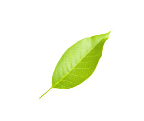 Green leaf of walnut tree isolated on white