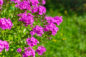Fototapeta premium The flowers are small purple on a blurry green background. A place to copy. The form for the postcard.