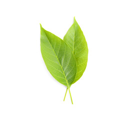 Green leaves of walnut tree on white background, top view
