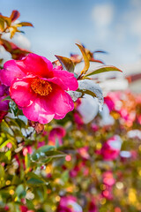 Pink Japanese camellia flower blooming in winter season with sno