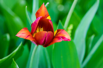 Tulip flower. flowering in sunlight on background green leaves, flower in tulips garden. floral background, beautiful tulip close-up. delicate spring flower.