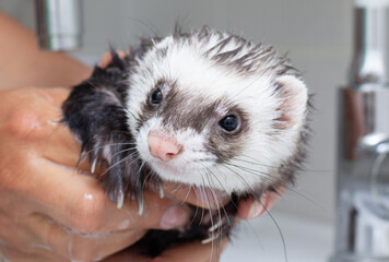Ferret getting a bath portrait