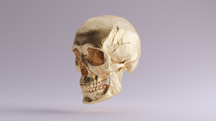 Gold Human Female Skull Medical Anatomical with Teeth and Jaw Quarter Left Side 3d illustration render