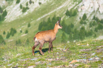 Chamois dans le parc du Mercantour