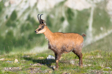 Chamois dans le parc du Mercantour