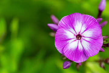 A large purple flower on a blurry green background. A place to copy. The form for the postcard