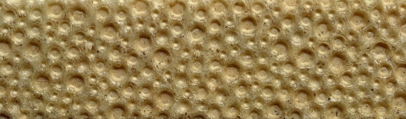 The texture of crunchy dry rye bread