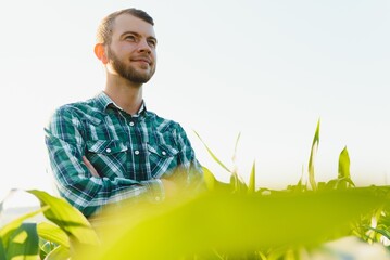 young farmer inspects a field of green corn. Agricultural industry.