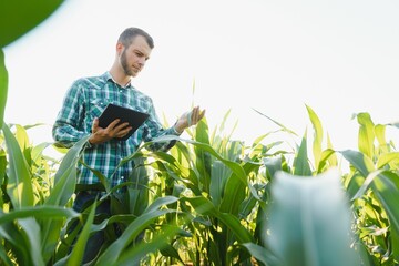 young farmer inspects a field of green corn. Agricultural industry.