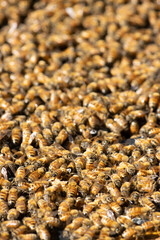 close up of a lot of bees