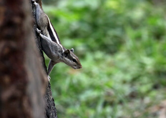 spotted indian squirrel on log