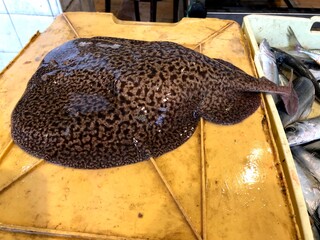 Freshly caught breed fish