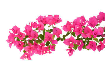 Pink Bougainvillea flower isolated on white background.