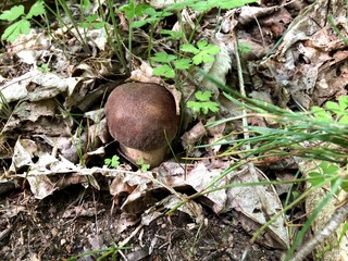 Porcino mushroom in the forest