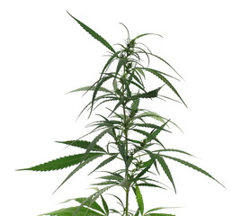 Marijuana plant stalk and leaves, weed isolated on white background with clipping path