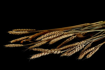 Ripe yellow wheat ears, crops isolated on black background, clipping path