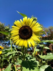 Sunflower growing in the farm