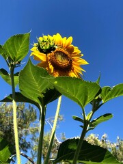 Sunflower growing in the farm