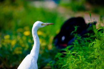 Portrait of Bubulcus ibis Or Heron Or Commonly know as the Cattle Egret in the public park in India
