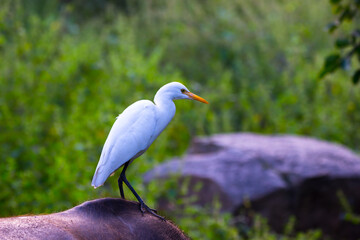 Portrait of Bubulcus ibis Or Heron Or Commonly know as the Cattle Egret in the public park in India
