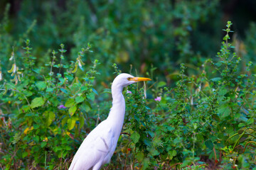 Portrait of Bubulcus ibis Or Heron Or Commonly know as the Cattle Egret in the public park in India
