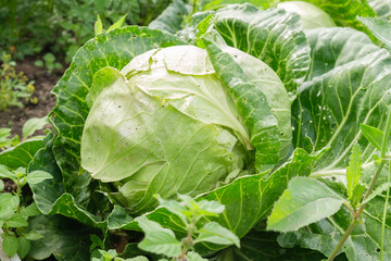 Large unripe head of cabbage in the farm vegetable garden. Agriculture, selection and cultivation...