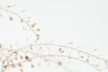 Beige romantic dried elegant flowers for minimalism wallpaper or poster with place for text  on light background macro