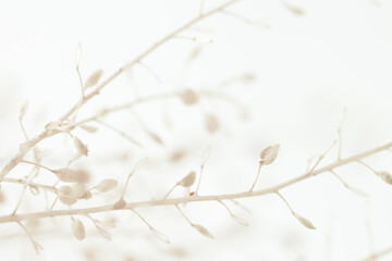 Beige romantic dried elegant flowers for minimalism wallpaper or wedding invitation on light background macro
