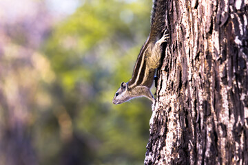 Squirrels are members of the family Sciuridae, includes small or medium-size rodents. 
 tree squirrels, ground squirrels, chipmunks, marmots, flying squirrel and prairie dogs among other rodents
