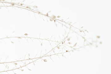 Beige romantic dried elegant flowers for minimalism wallpaper or poster on light background macro