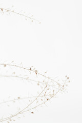 Beige romantic dried elegant flowers with branches light background and place for text macro