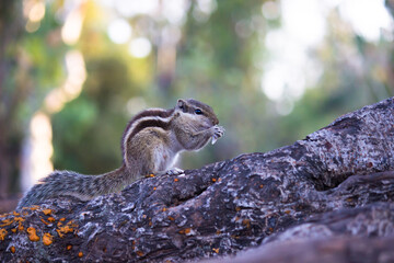 Squirrels are members of the family Sciuridae, includes small or medium-size rodents. 
 tree squirrels, ground squirrels, chipmunks, marmots, flying squirrel and prairie dogs among other rodents
