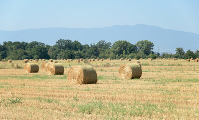 Large round bales of straw in the field