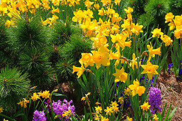 Spring flower border with pink and purple hyacinths and yellow daffodils