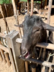 A prisoner. black goat head out side the fence