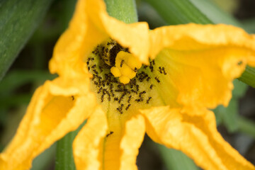 Closeup of ants in squash blossom. Invasion of insects on edible yellow flower