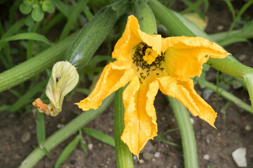 Ants in squash flower. Insects eating edible flowers of Cucurbita species like zucchini