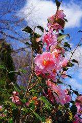 A pink icicle camellia japonica flower in bloom on the tree