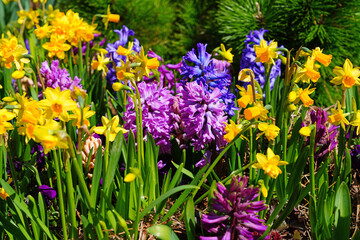 Spring flower border with yellow daffodils and pink and purple hyacinths