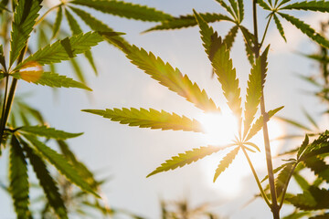 Hemp leaves on the background of the sky and the sun in summer at sunset