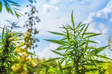Obraz premium Fresh hemp grows on the field against the sky in summer on a sunny day