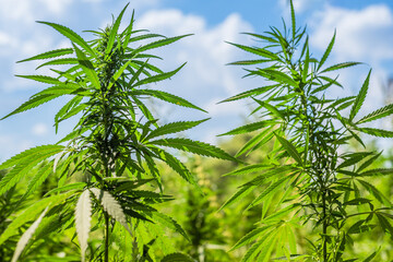 Cannabis bushes grow on the field against the sky in summer on a sunny day