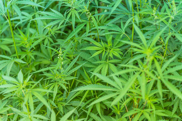Cannabis bushes grow on the field in summer