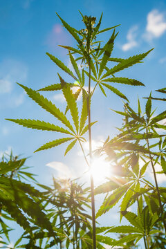 Hemp leaves on the background of the sky and the sun in summer at sunset